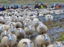 Der letzte in Kolsstadir, redigieren und sheep gathering! Wow!...9. September