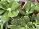 Ganz ungewohnt, richtig Regen, kurliges at Arche, dicke Scheiben und Maisschnitte...8. Oktober